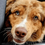 Picture of a dog with it's head out of the window.